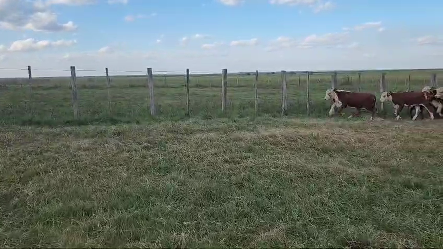 Lote 60 Terneros en Corrientes, Paso de Los Libres