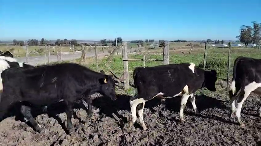 Lote 7 Terneros a remate en Pantalla Aniversario - Escritorio Camy, San José