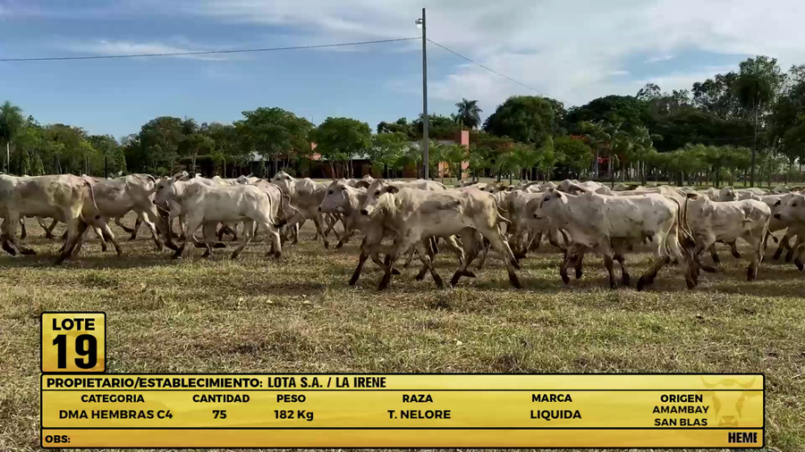 Lote LOTE 19
