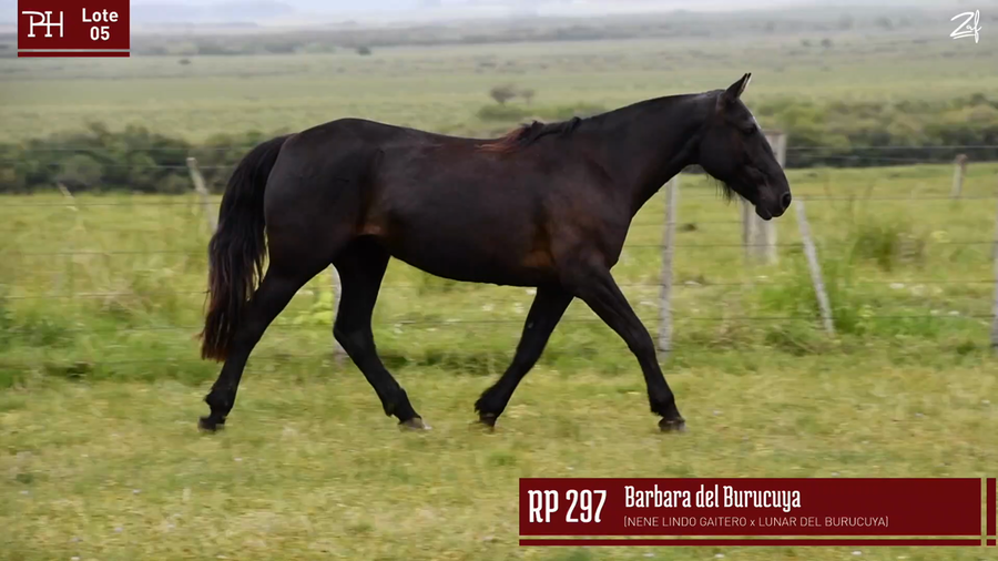 Lote BARBARA DEL BURUCUYA