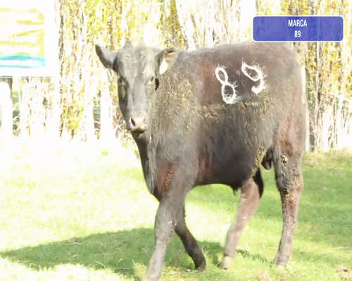 Lote 1 Toro en Coyhaique, XI Región Aysén