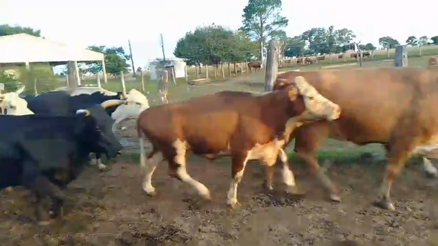 Lote 25 Vacas nuevas C/ gtia de preñez