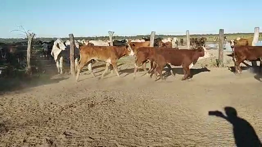 Lote 115 Terneros/as en Colonias Unidas, Chaco