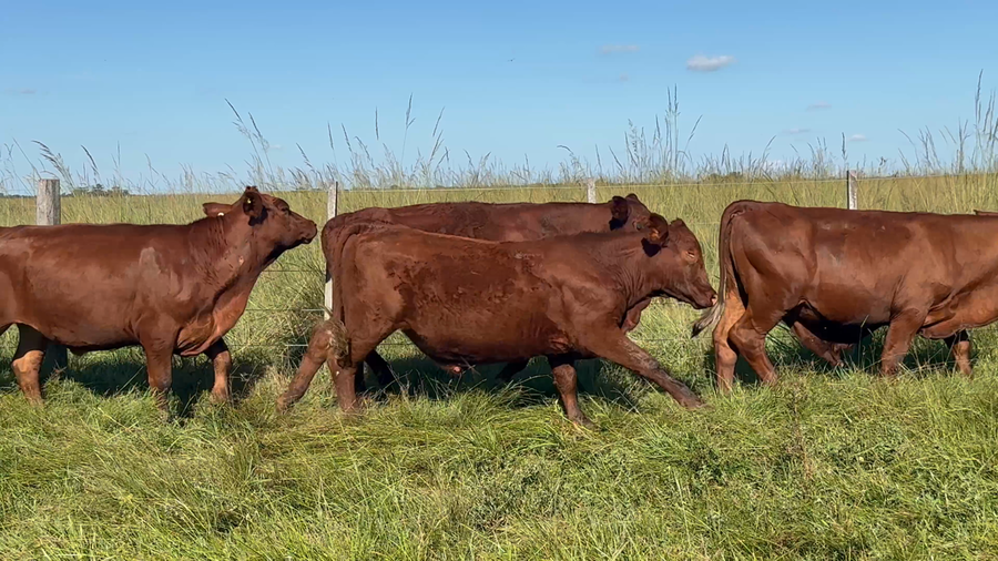 Lote 86 Novillitos en Corrientes, Chavarría