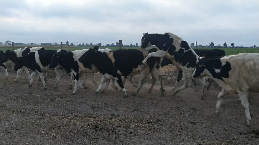 Lote 50 Novillitos Holando Argentino en Morteros, Córdoba