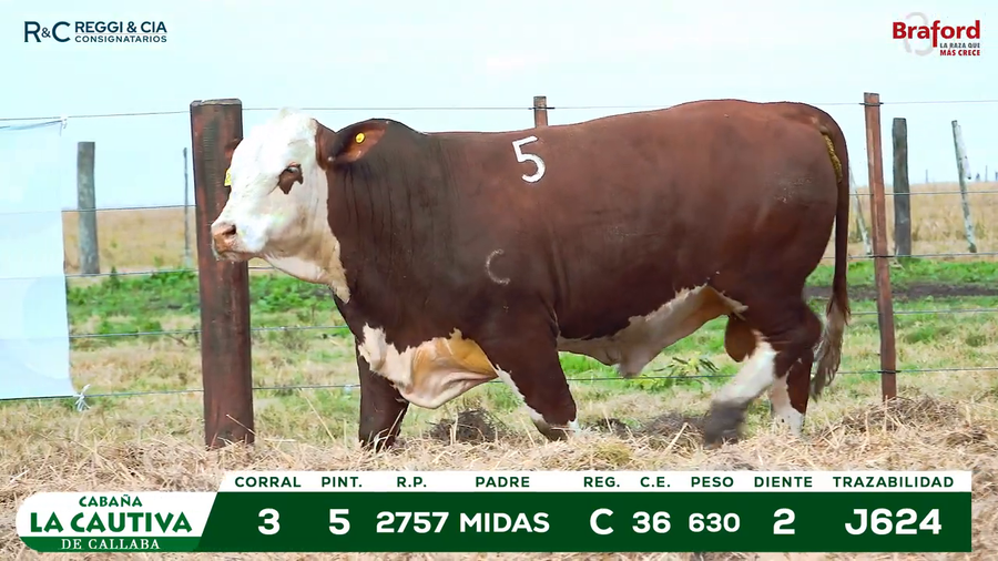 Lote TOROS BRAFORD  REGISTRADOS Cabaña La Cautiva