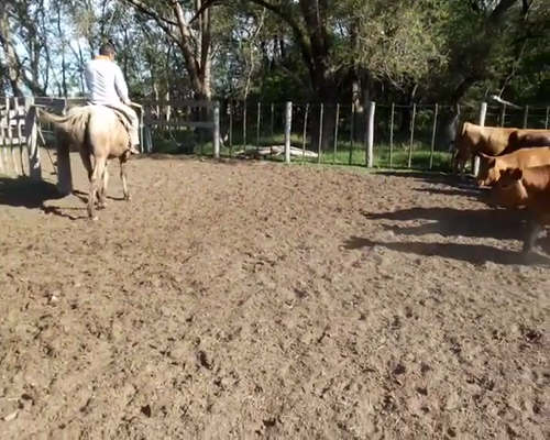 Lote 53 Vaquillonas Angus Coloradas y Negras de 280 Kg , en Ameghino, PBA.-