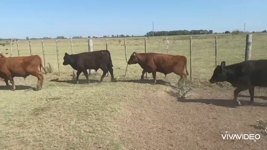 Lote 25 Terneros/as en Brandsen, Buenos Aires