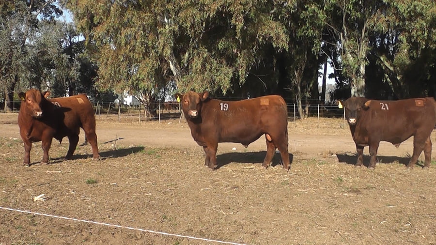 Lote TOROS PUROS CONTROLADOS COLORADOS
