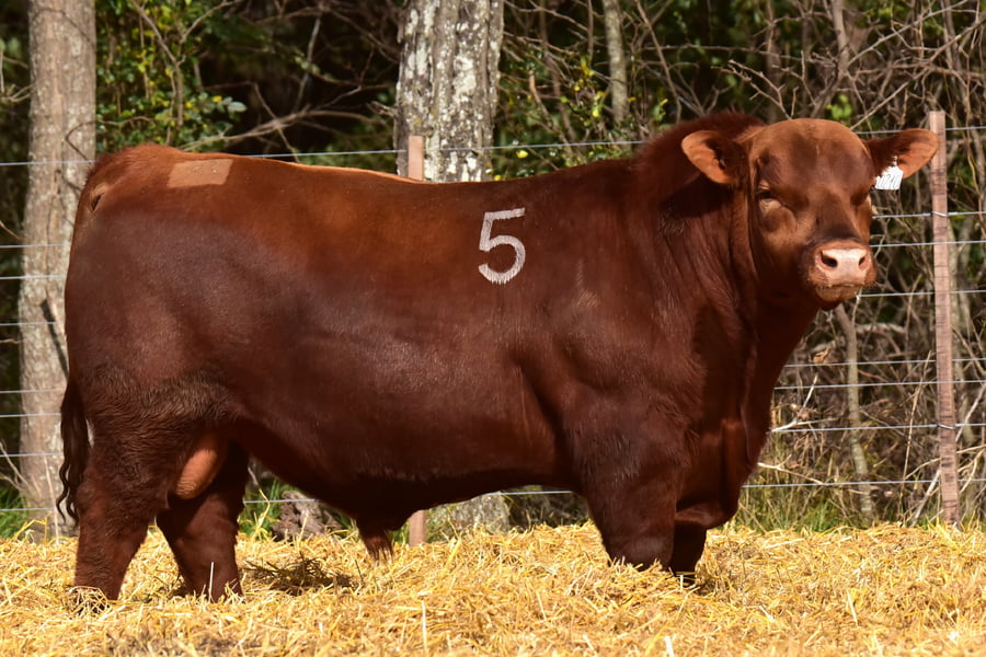 Lote TOROS ANGUS PC