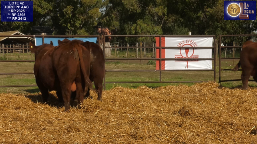 Lote TOROS ANGUS PP