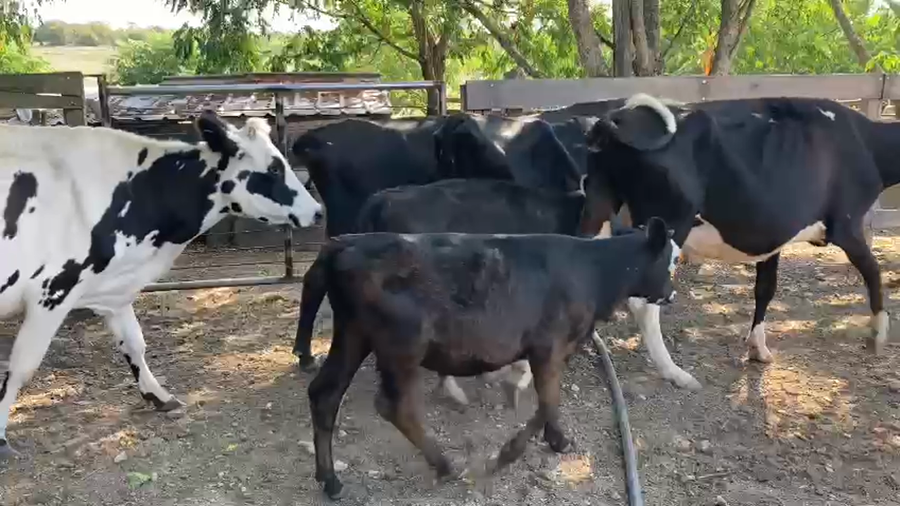 Lote 10 Piezas de Cria Cruzas