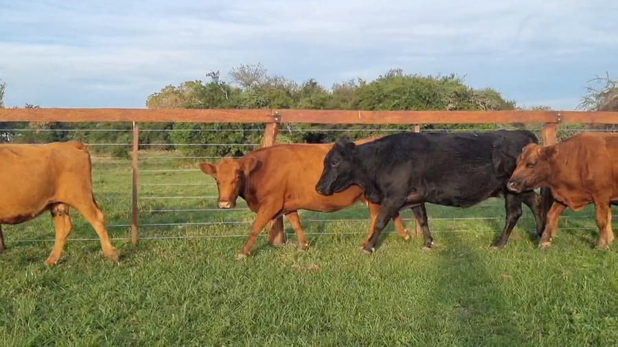 Lote 31 Vacas usadas preñadas