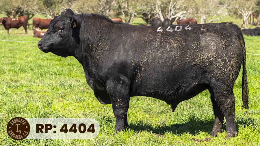 Lote RP 4404