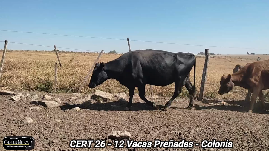 Lote 12 Vacas preñadas en Colonia