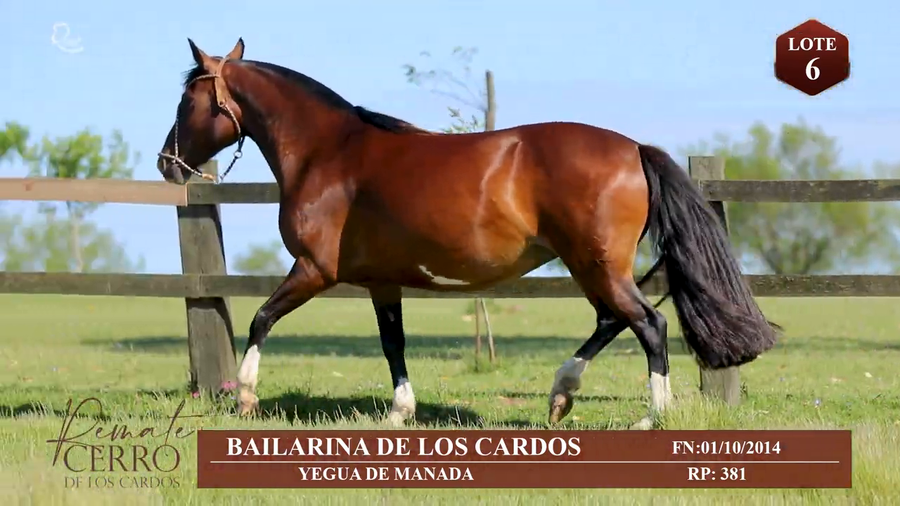 Lote BAILARINA DE LOS CARDOS