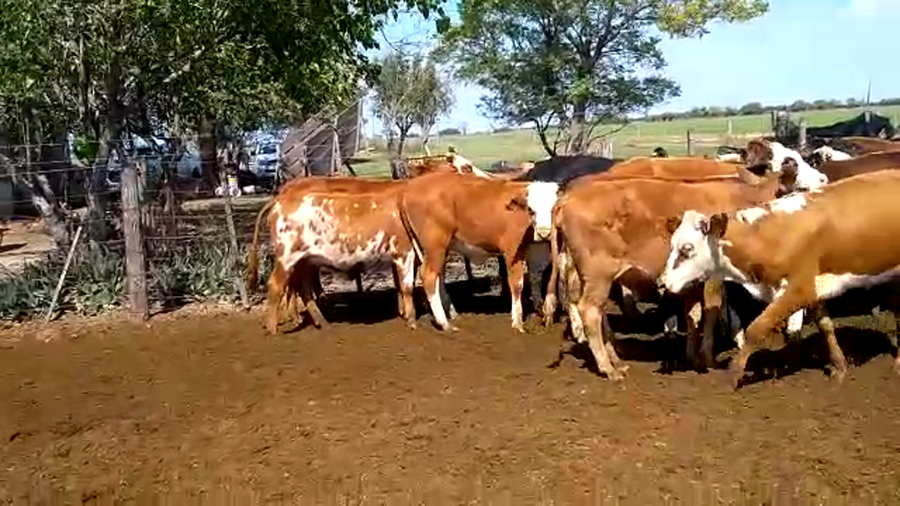 Lote 40 Terneras en Santa Fe, Moisés Ville