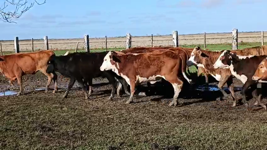 Lote 100 Terneras