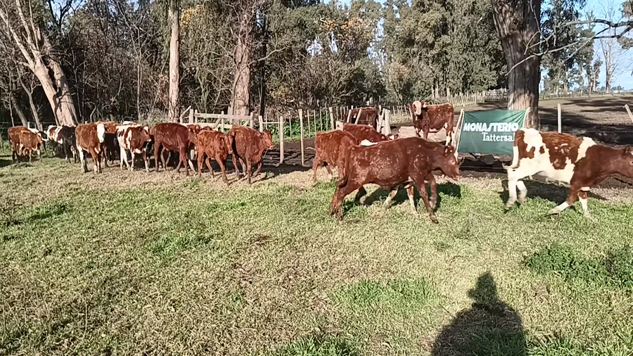 Lote 35 Terneros en Buenos Aires, 30 de Agosto