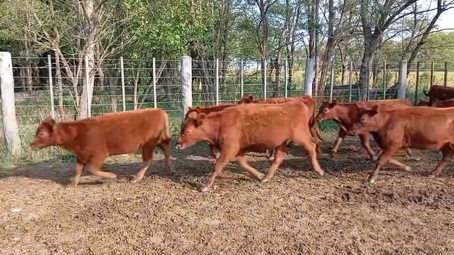Lote 26 Terneras