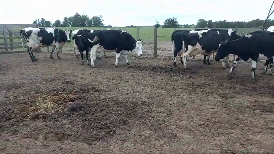 Lote 10 Vacas de Invernada Holando a remate en Pantalla Camy  en Carreton