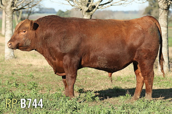 Lote 3 TOROS PUROS DE PEDIGREE