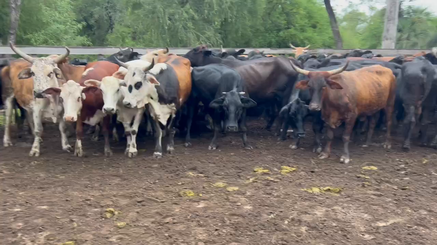 Lote 70 Vacas de invernar en Juan José Castelli, Chaco