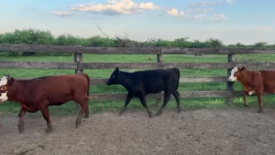 Lote 70 Terneras
