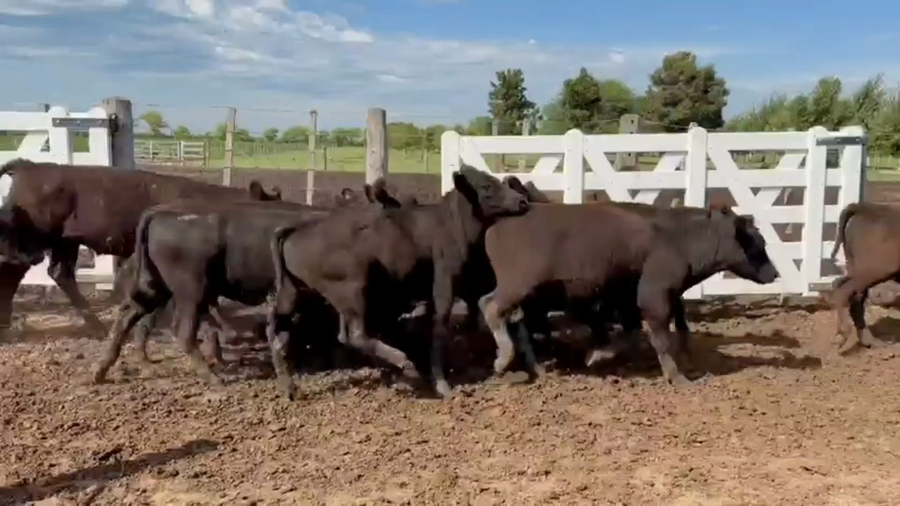 Lote 65 Novillitos y vaquillonas