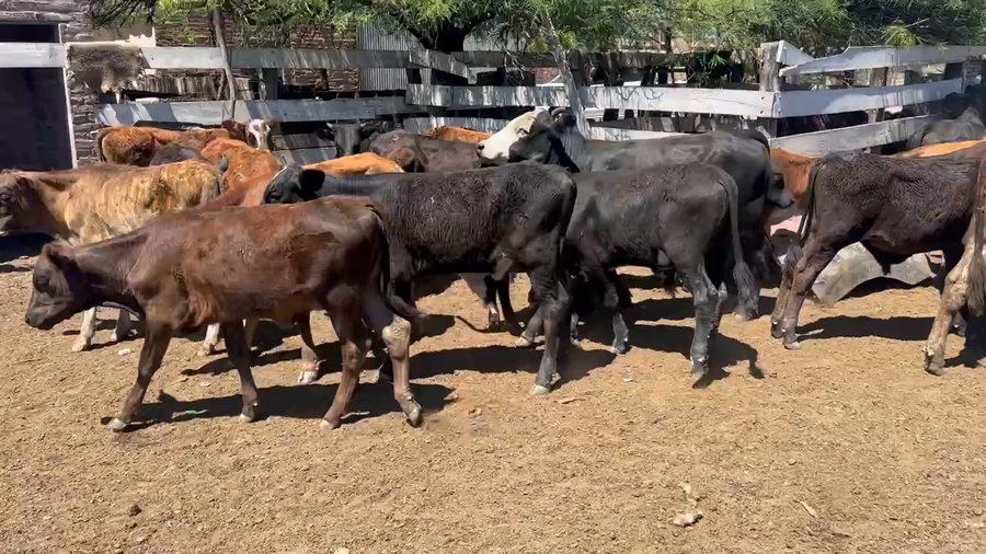 Lote 70 Terneros/as en Juan José Castelli, Chaco
