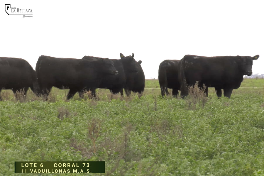 Lote VAQUILLONA M.A.S.