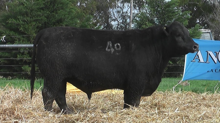 Lote TOROS ANGUS PUROS CONTROLADOS