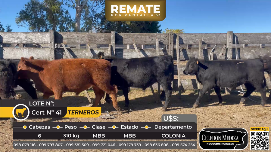 Lote 6 Terneros en Paso Antolín, a 20 km de Tarariras,  Colonia