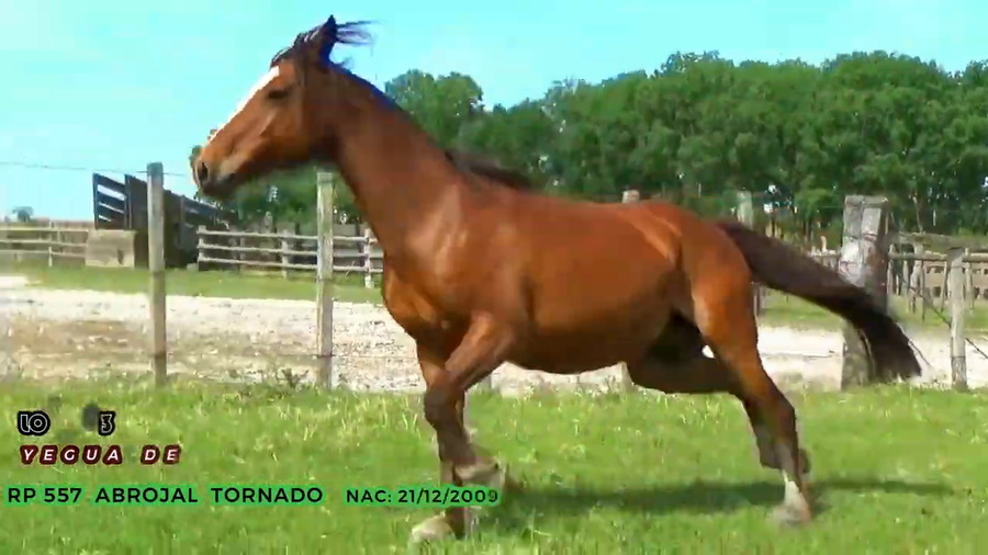 Lote Abrojal Tornado