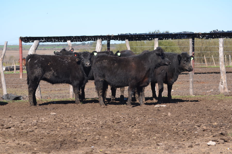 Lote VAQUILLONAS GENERALES PARA SERVICIO DE SERVIS S.A.