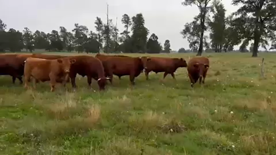 Lote 42 Novillo Gordo en Purranque, X Región Los Lagos