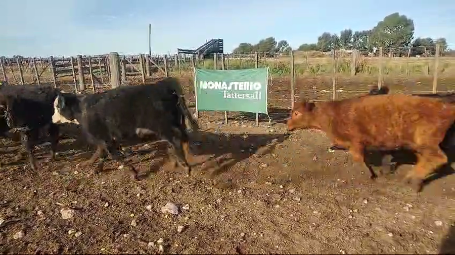 Lote 55 Terneras
