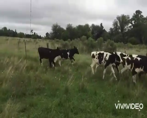 Lote 26 Terneros en Brandsen, Buenos Aires