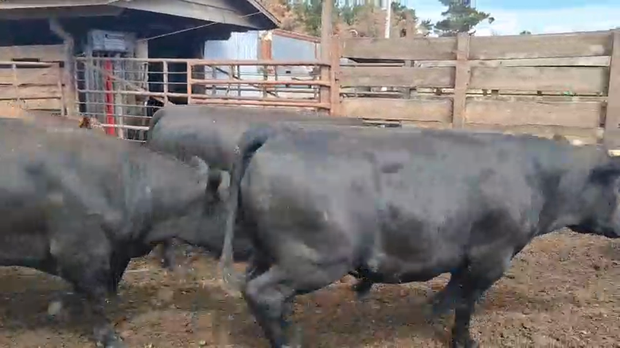 Lote 20 Novillo Gordo en Los Ángeles, VIII Región Biobío