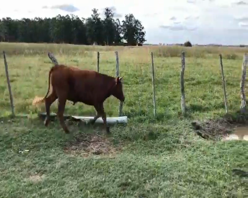 Lote 56 Novillitos en Goya, Corrientes