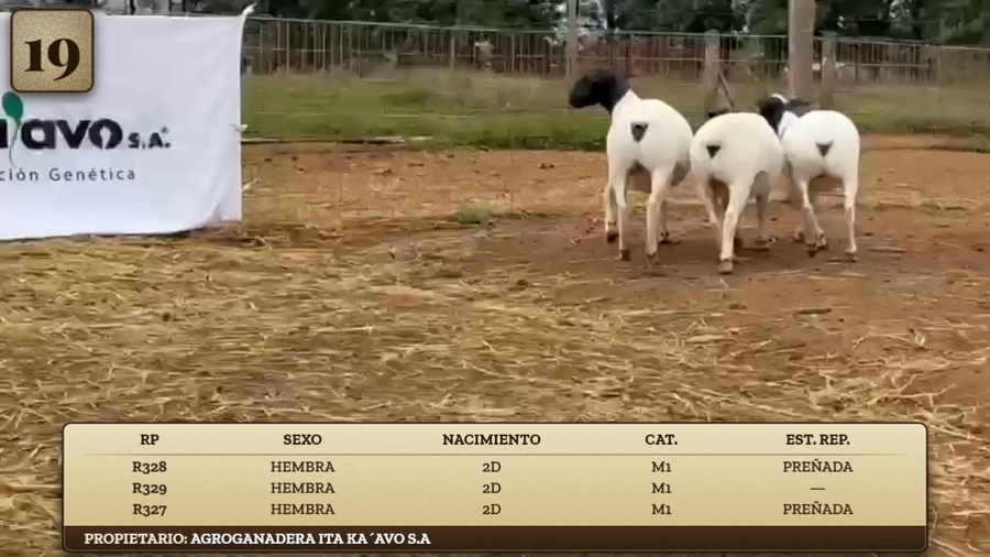 Lote LOTE 19