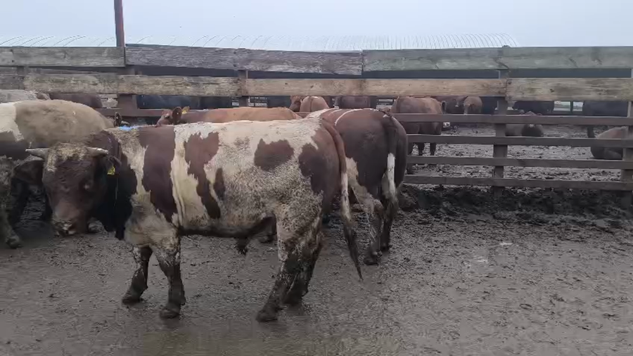 Lote 20 Novillo Gordo en Los Ángeles, VIII Región Biobío