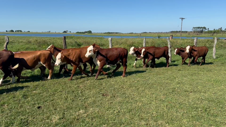 Lote 68 Terneras