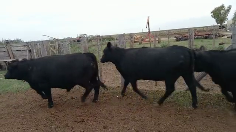 Lote 19 Novillitos y Vaquillonas