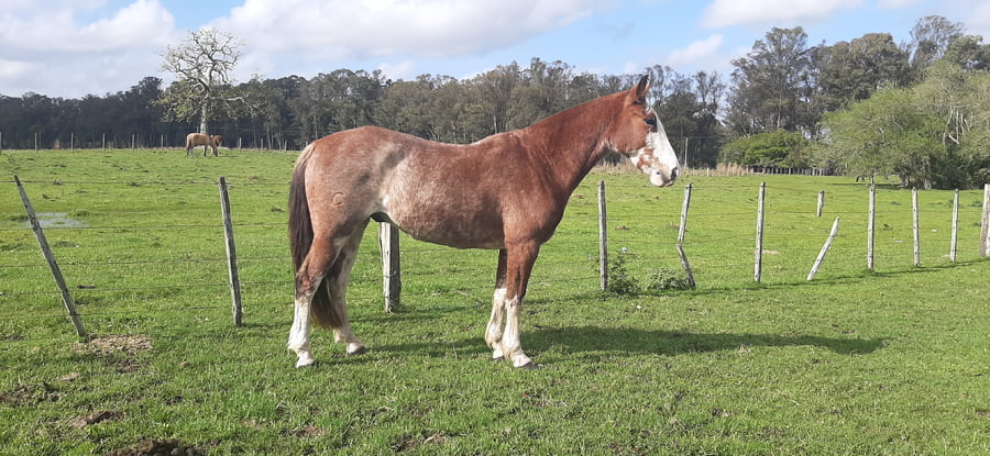 Lote Pica Flor Del Rezongo (RP 59) - Cabaña El Pedregal