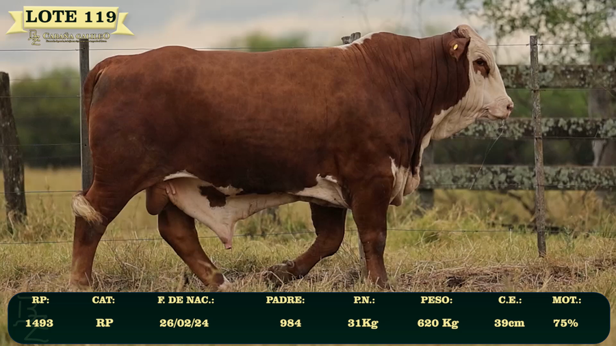 Lote LOTE 119