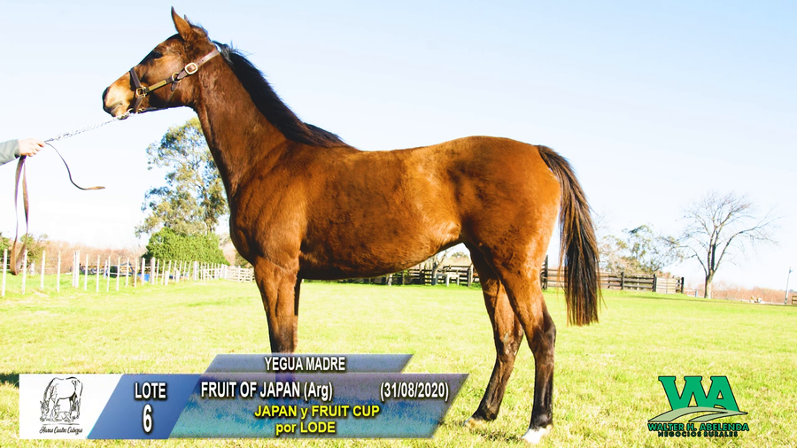 Lote FRUIT OF JAPAN (Arg)