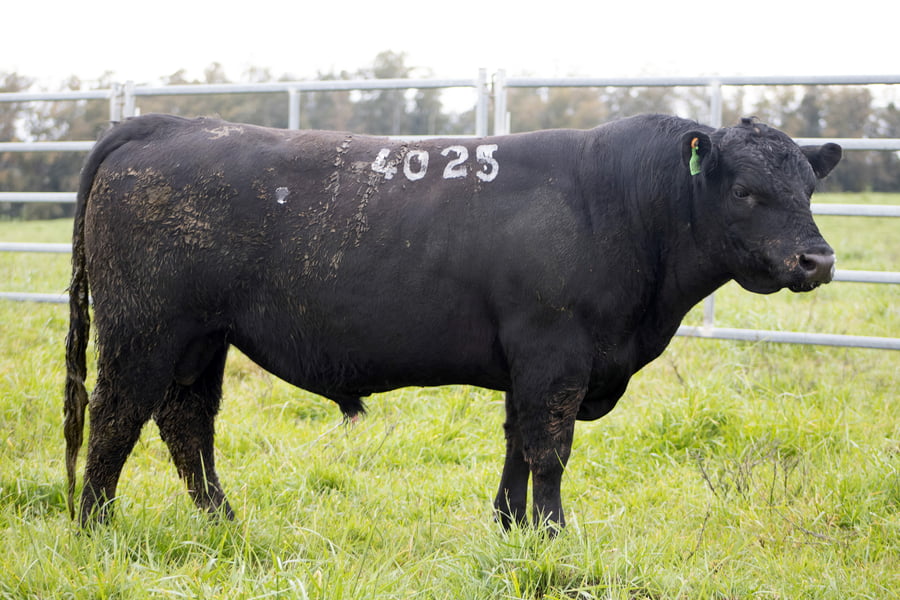 Lote ABERDEEN ANGUS SA - Angus NEGROS