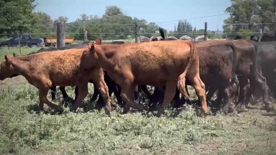 Lote 132 Terneros en Brandsen, Buenos Aires