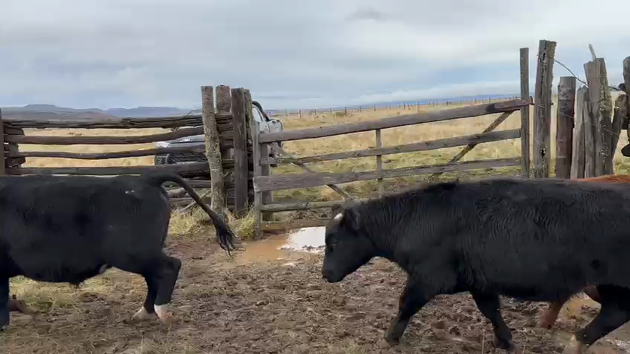 Lote 50 Novillo Engorda en Coyhaique, XI Región Aysén